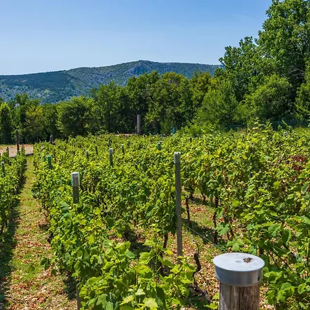 Wine Garden House