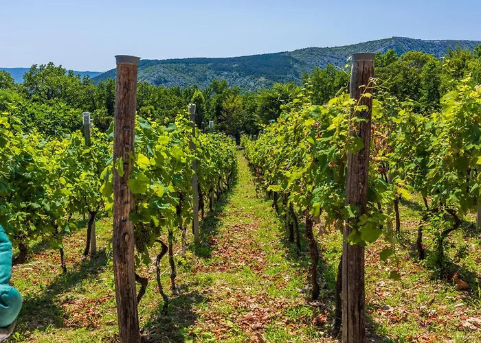 Wine Garden House * Grižane