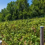 Wine Garden House