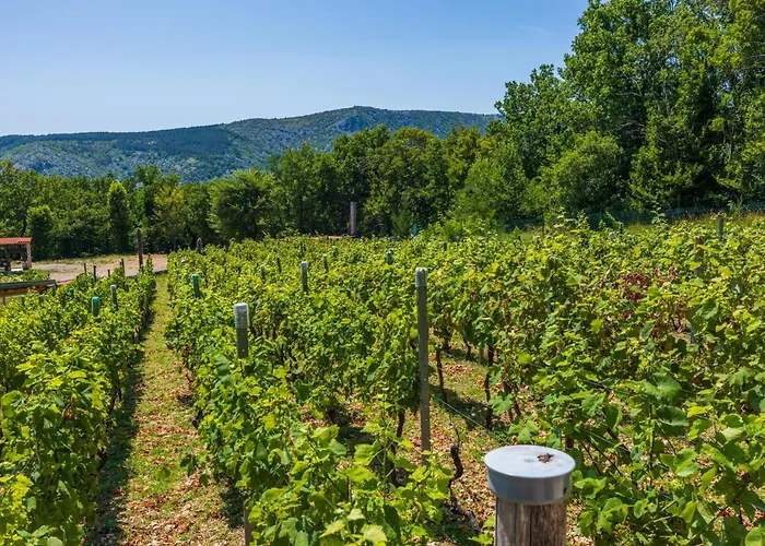 Wine Garden House